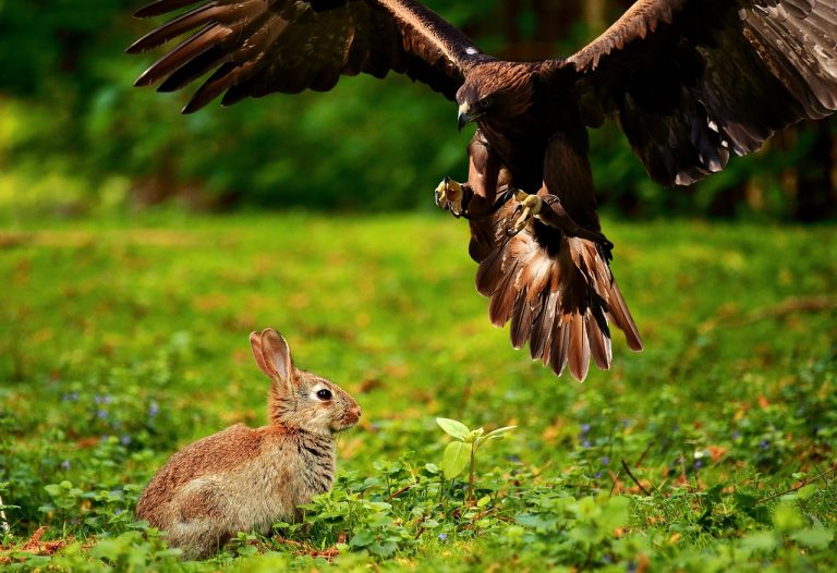 adler, bird of prey, raptor