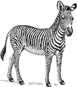 zebra, safari, africa