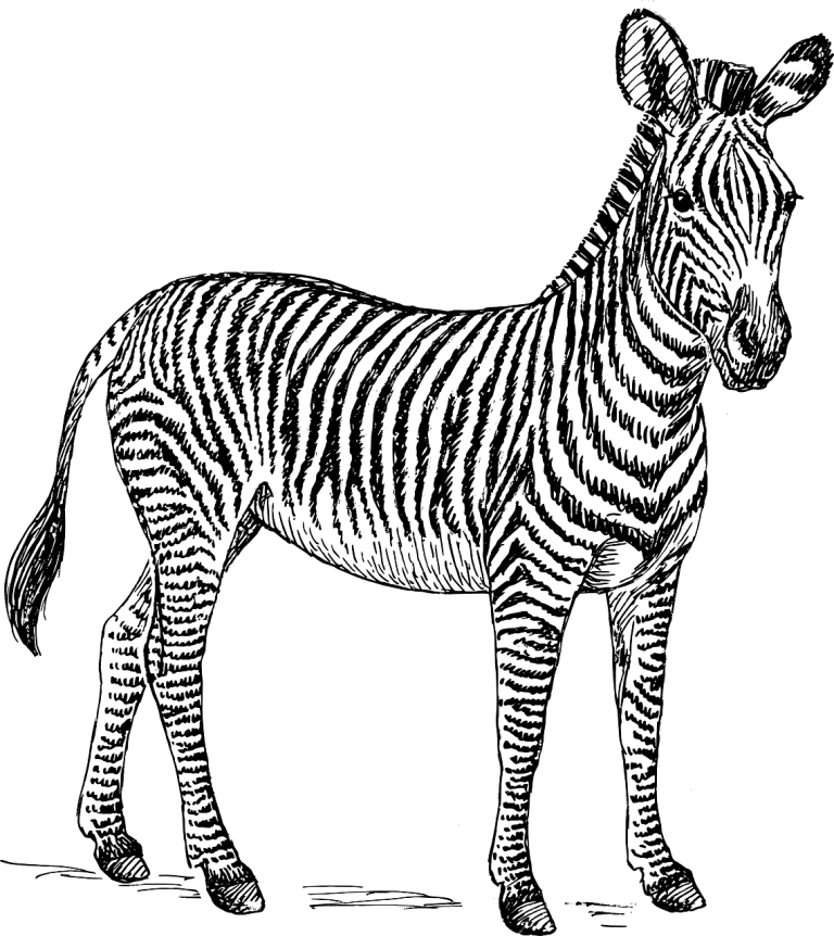 zebra, safari, africa